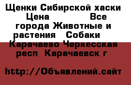 Щенки Сибирской хаски › Цена ­ 18 000 - Все города Животные и растения » Собаки   . Карачаево-Черкесская респ.,Карачаевск г.